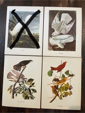 Audubon Birds Of America Prints (L11)